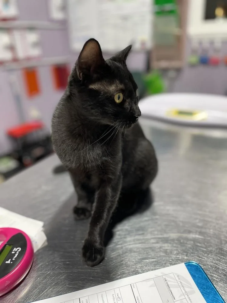 A young medium-sized male Black Domestic Short Hair cat named Amonra for adoption in Ferndale, MI