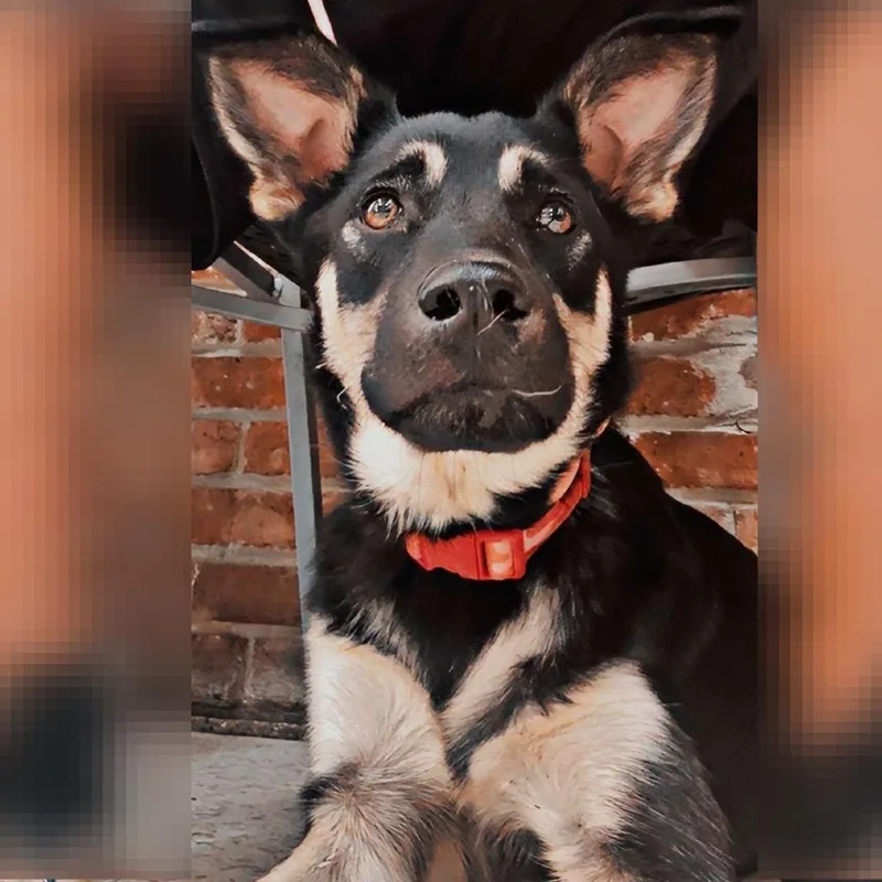 A young medium-sized female Black Labrador Retriever dog named Rumi for adoption in Houston, TX