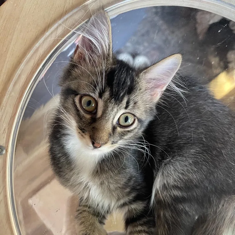 A baby medium-sized male Domestic Medium Hair cat named Acrobat for adoption in Youngsville, NC