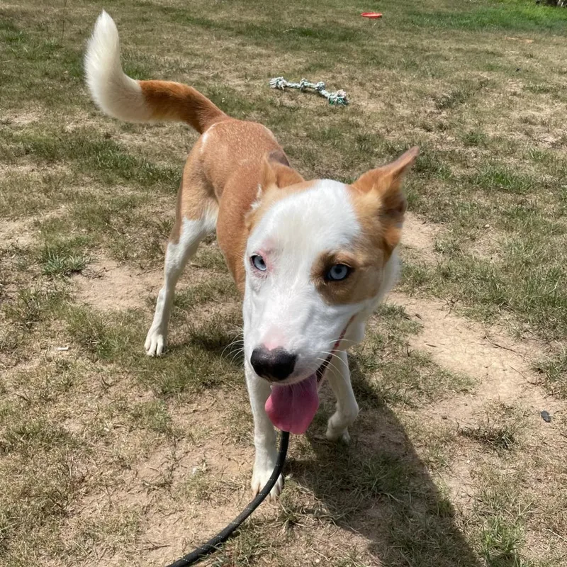A senior medium-sized female White / Cream Terrier dog named Lilly for adoption in Montgomery, AL