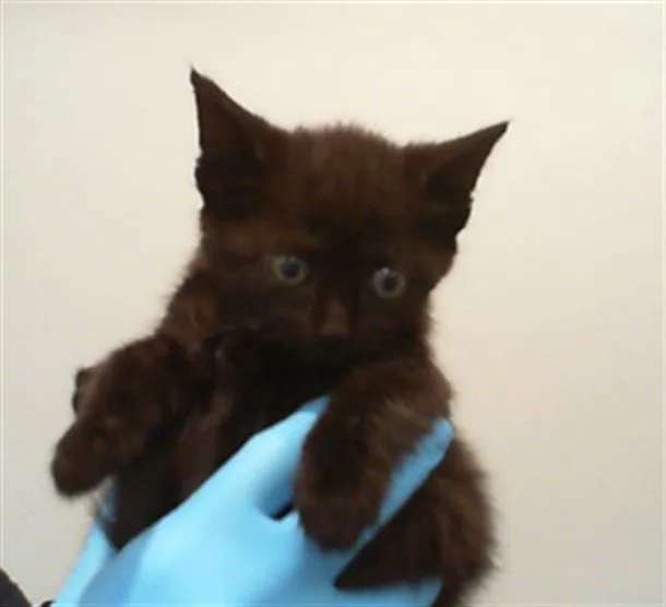 A baby small-sized female Domestic Short Hair cat named Raven for adoption in Charlotte, NC