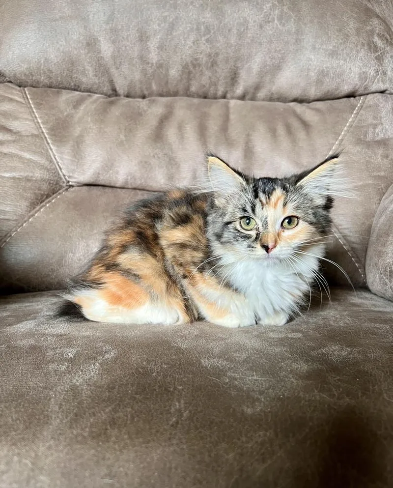 A baby small-sized female Domestic Short Hair cat named Eden for adoption in Rochester, IN
