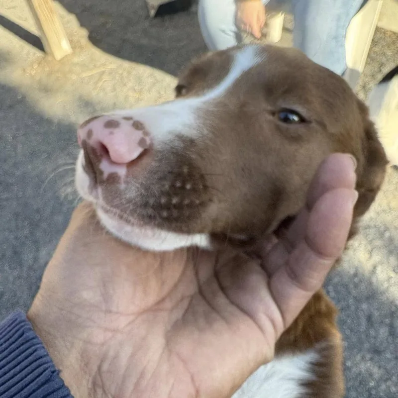A baby medium-sized female Brown / Chocolate Terrier dog named Snickers for adoption in Quakertown, PA