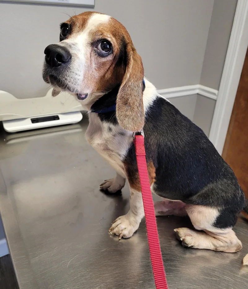 A senior small-sized male Beagle dog named Walter II for adoption in Dunnellon, FL