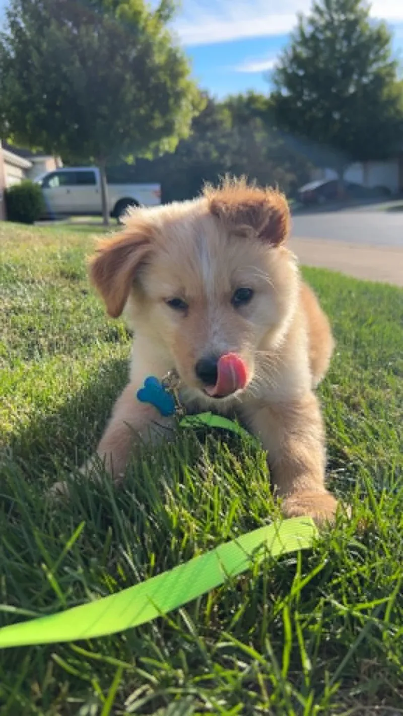 A baby medium-sized male Apricot / Beige Collie dog named Bear for adoption in Plainfield, IL