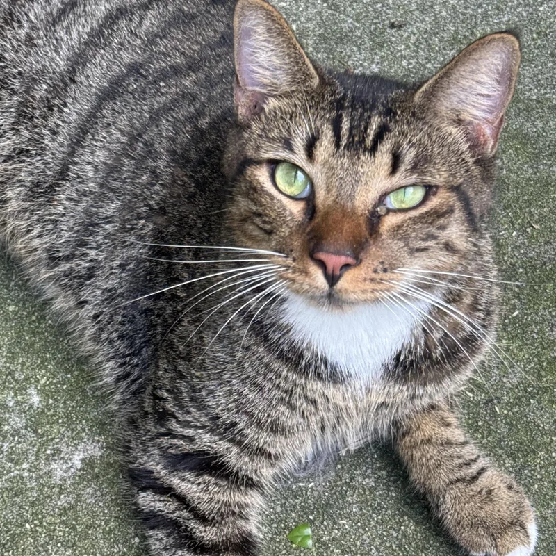 A young medium-sized male Tabby (Buff / Tan / Fawn) American Shorthair cat named Brownie for adoption in Ocala, FL