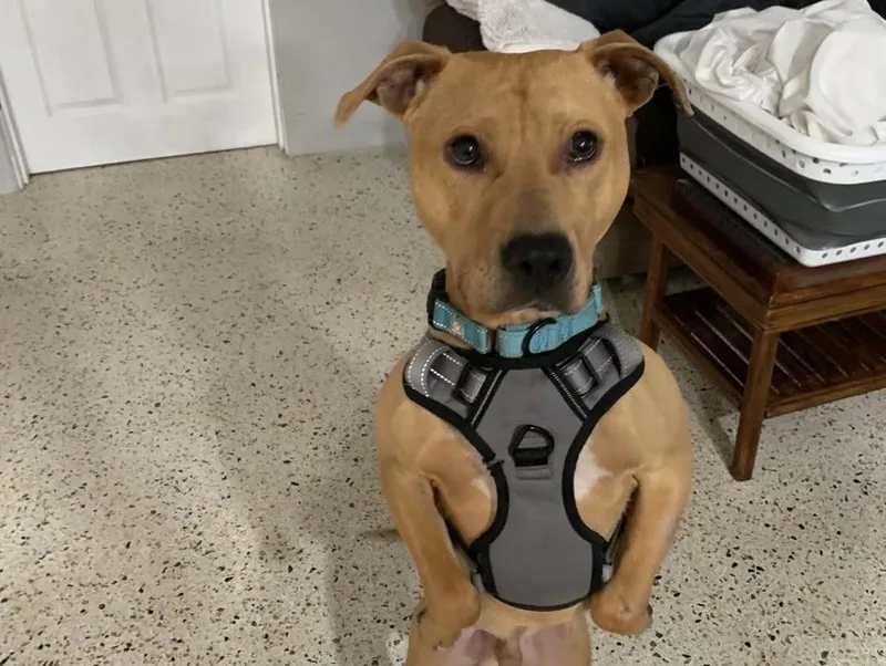 A young medium-sized male Mixed Breed dog named Scooby for adoption in tampa, FL
