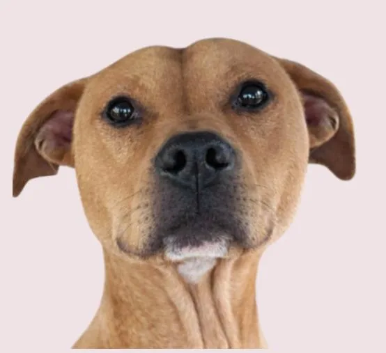 Scooby thumbnail 2