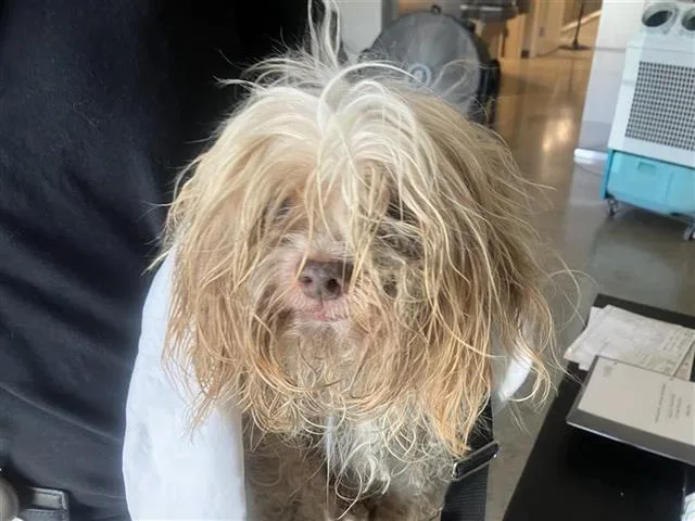 An adult small-sized male Shih Tzu dog named Simon for adoption in San Antonio, TX