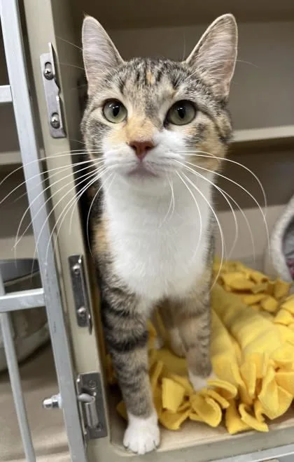 An adult medium-sized female Domestic Short Hair cat named Madi for adoption in Humboldt, IA