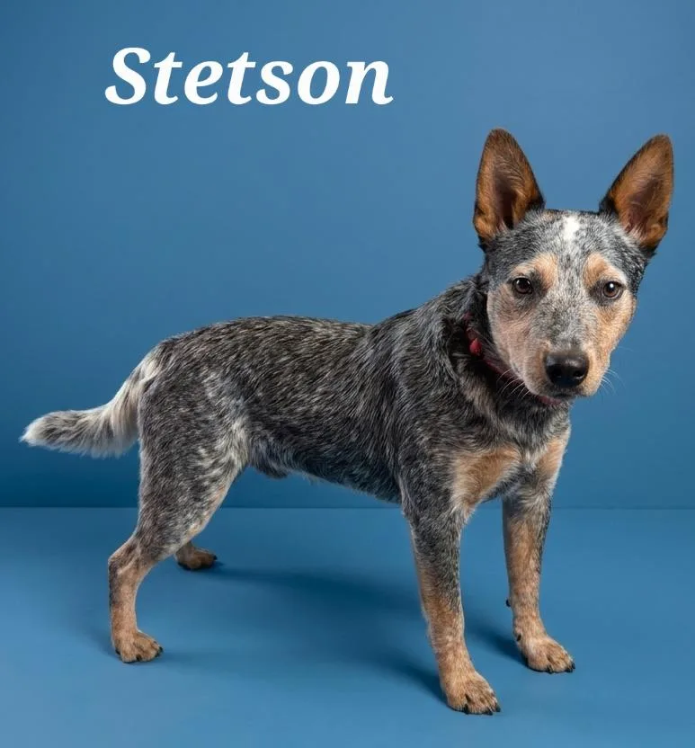 Stetson thumbnail 2