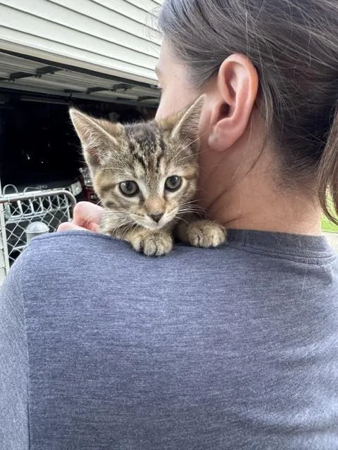 A baby medium-sized female Domestic Short Hair cat named Josephine for adoption in Evansville, IN