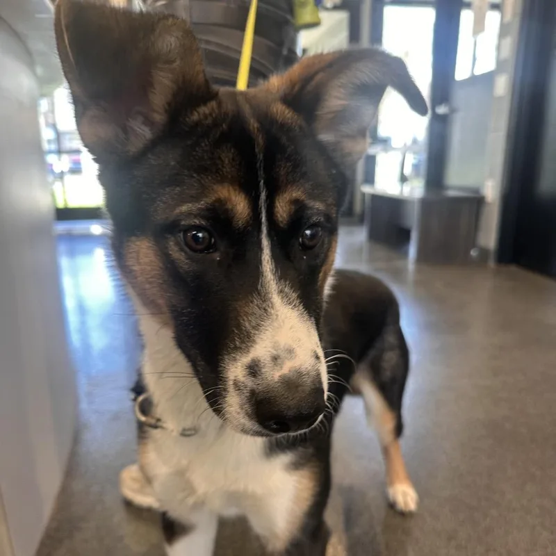 A young medium-sized male Black Mixed Breed dog named Max for adoption in Allentown, PA