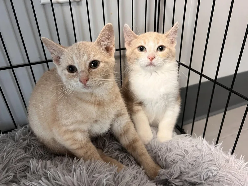 A baby medium-sized female Tabby (Buff / Tan / Fawn) Tabby cat named Kayda for adoption in Georgetown, KY