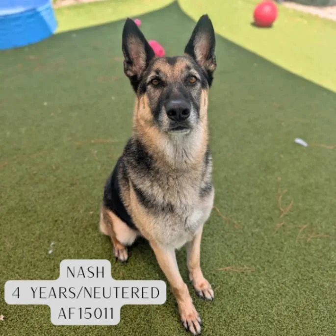 Nash