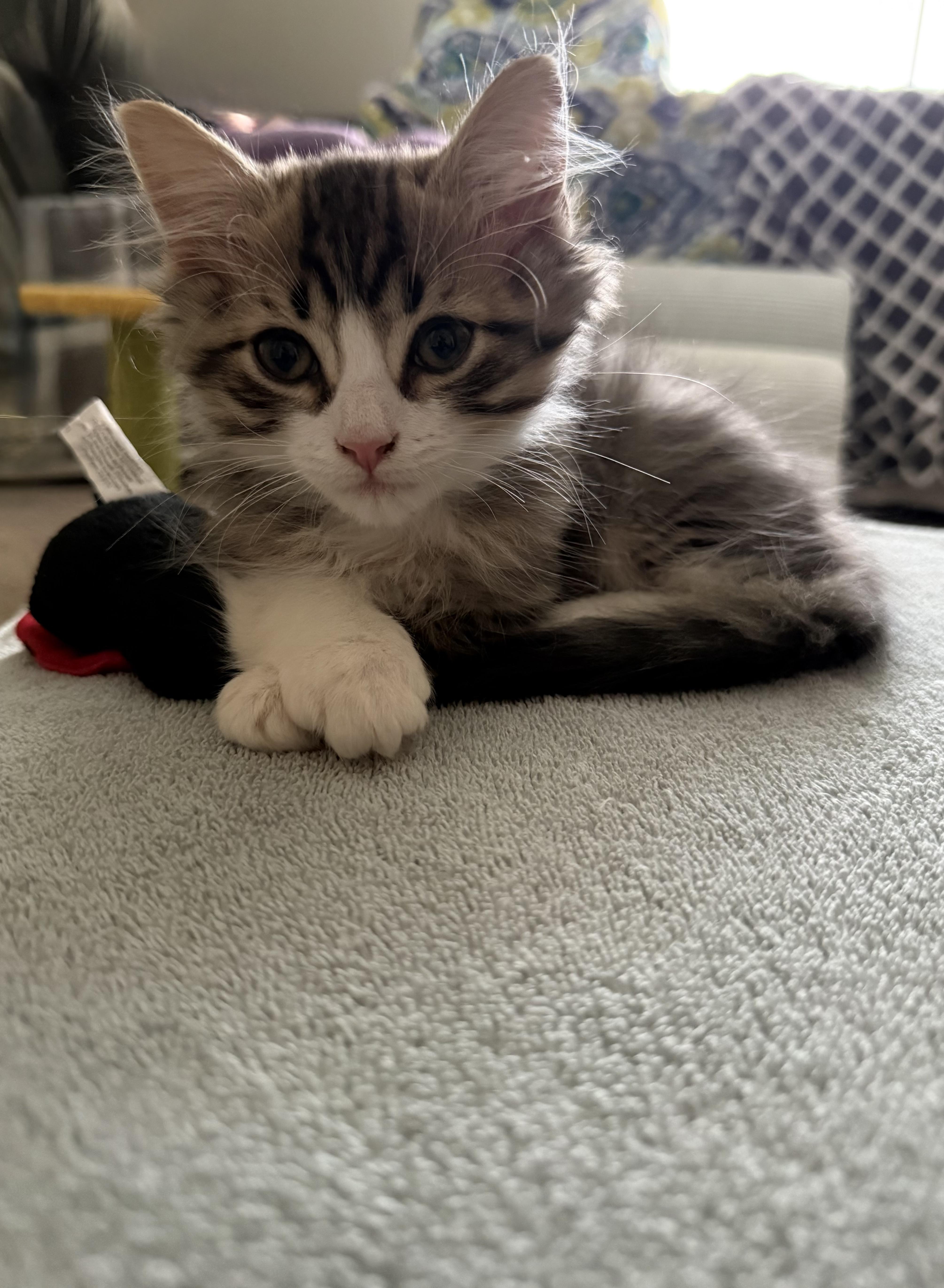 Ollie
