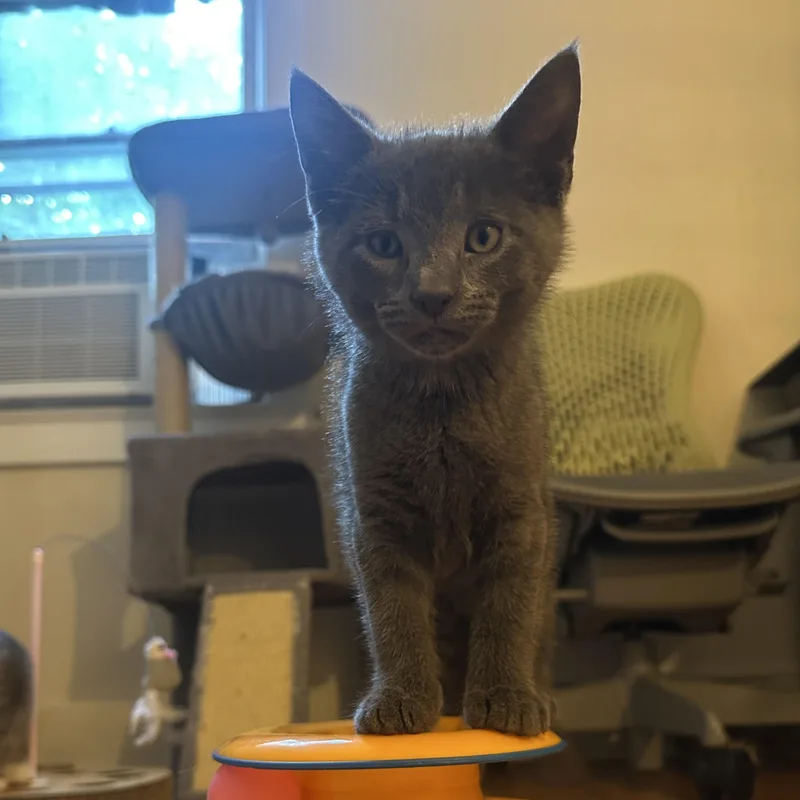 A baby medium-sized male Gray / Blue / Silver Domestic Short Hair cat named Jazpurr for adoption in Albany, NY