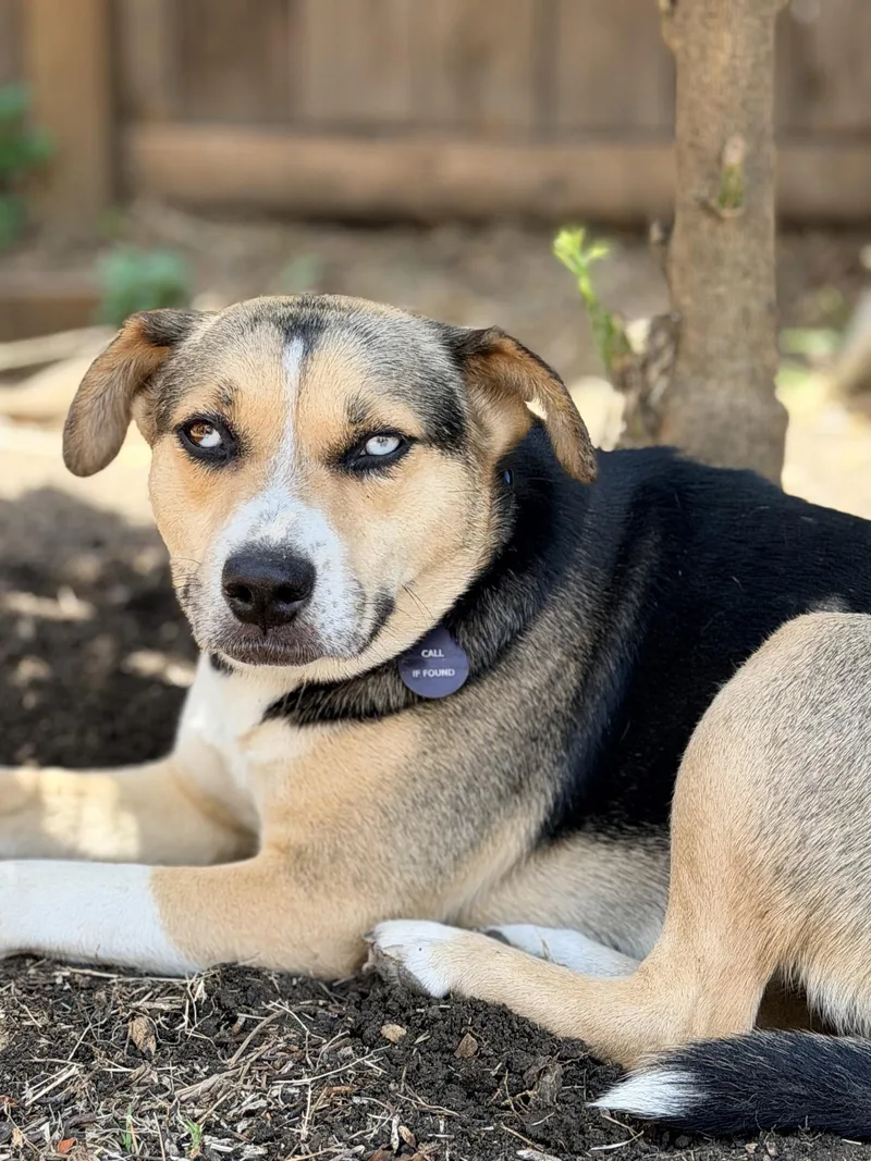 An adult medium-sized female Tricolor (Brown, Black, & White) Beagle dog named Maggie for adoption in Burbank, CA