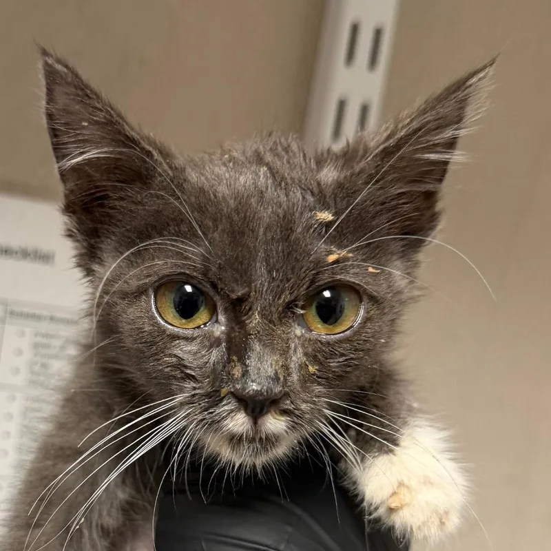 A baby small-sized female Gray / Blue / Silver Domestic Short Hair cat named Natasha for adoption in Yuma, AZ