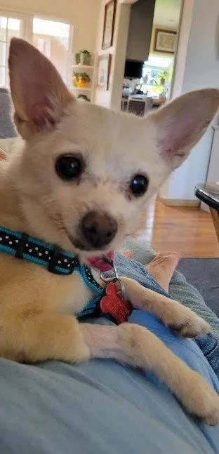 A senior small-sized female Chihuahua dog named Gem for adoption in San Diego, CA