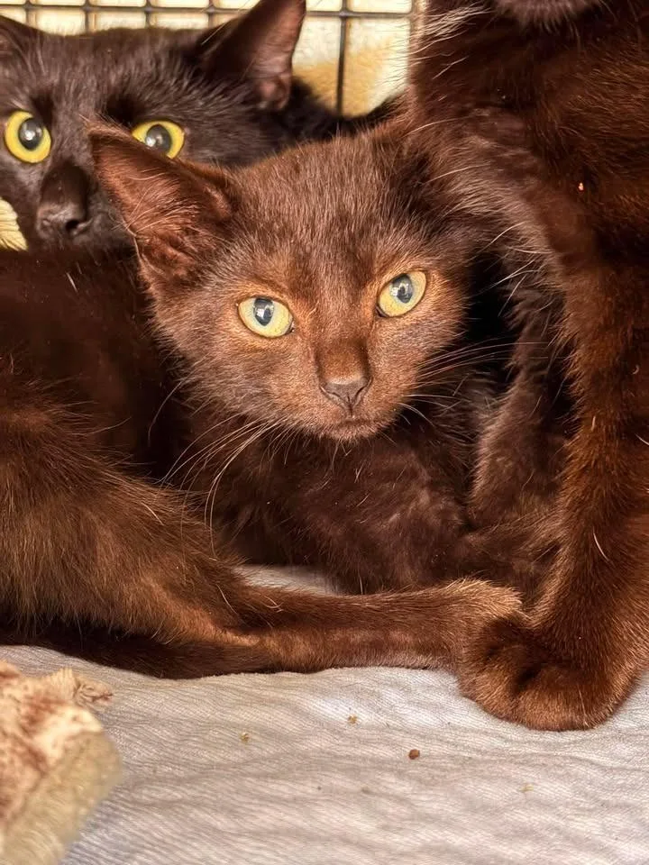 A baby medium-sized male Domestic Short Hair cat named Antennae for adoption in Greensburg, IN