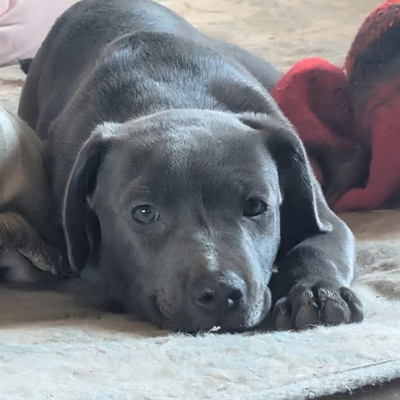 A baby medium-sized female Gray / Blue / Silver Labrador Retriever dog named Madeline for adoption in Mooresville, IN