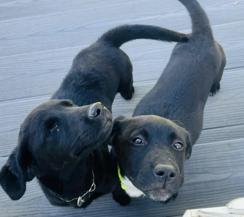 Wags thumbnail 2