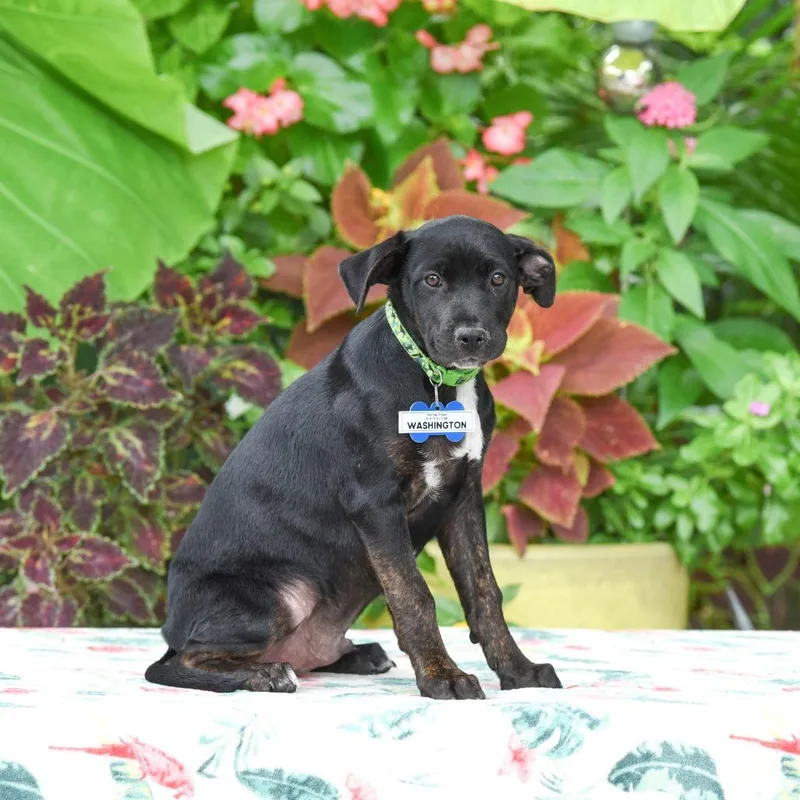 A baby small-sized male Black Labrador Retriever dog named Washington for adoption in Wake Forest, NC