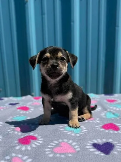 A baby small-sized male Terrier dog named Matteo for adoption in Visalia, CA