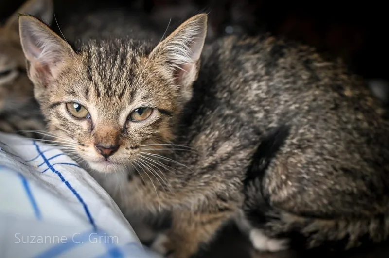 A baby small-sized female Domestic Short Hair cat named Rogue for adoption in New Orleans, LA