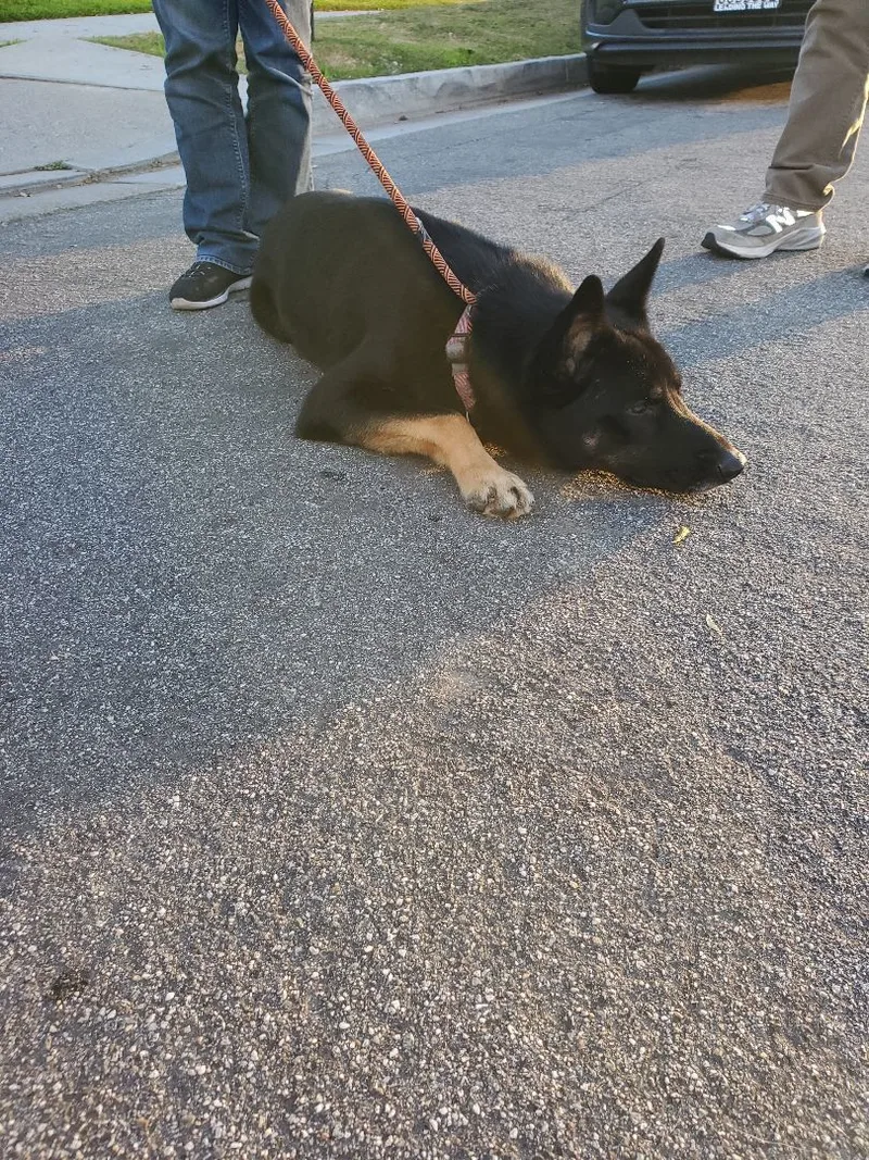 M'lady With Her Manicure!! thumbnail 4