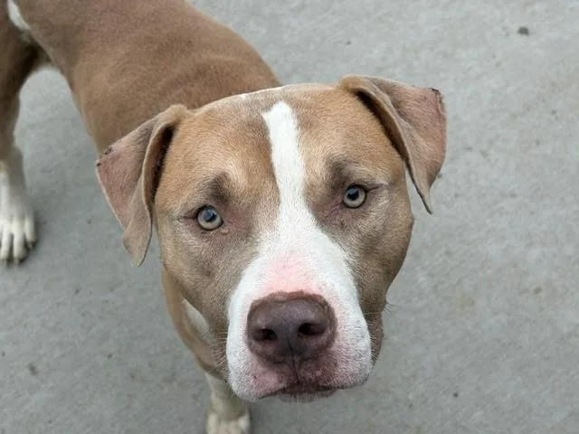 A young large-sized male Pit Bull Terrier dog named Simon for adoption in Tulsa, OK