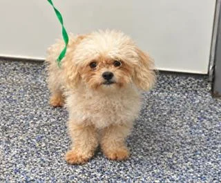 A young small-sized female White / Cream Poodle dog named Bonnie for adoption in Tifton, GA