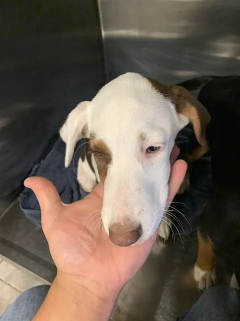 A baby small-sized female Parson Russell Terrier dog named Thing for adoption in Grand Prairie, TX
