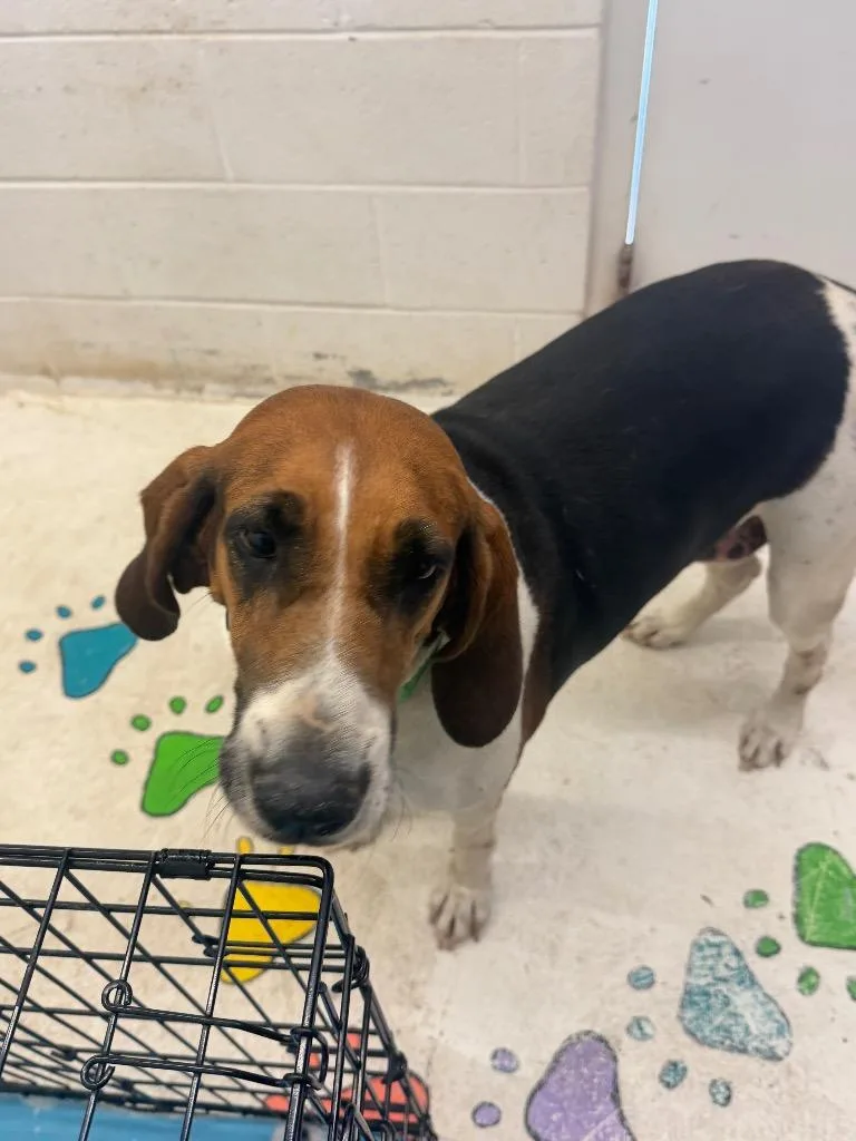 An adult large-sized female Coonhound dog named Willow for adoption in Chickamauga , GA