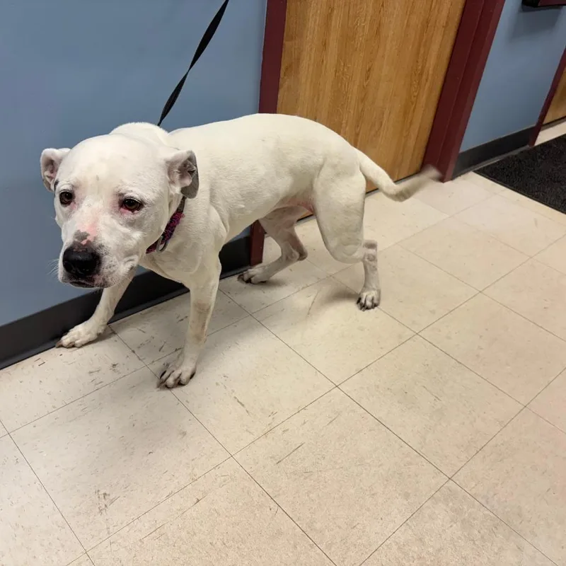 An adult medium-sized female White / Cream Pit Bull Terrier dog named Sasha for adoption in St Joseph, MO