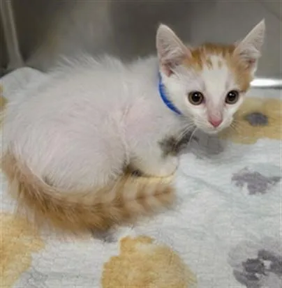 A baby small-sized male Domestic Short Hair cat named Sheldon for adoption in Rancho Cucamonga, CA