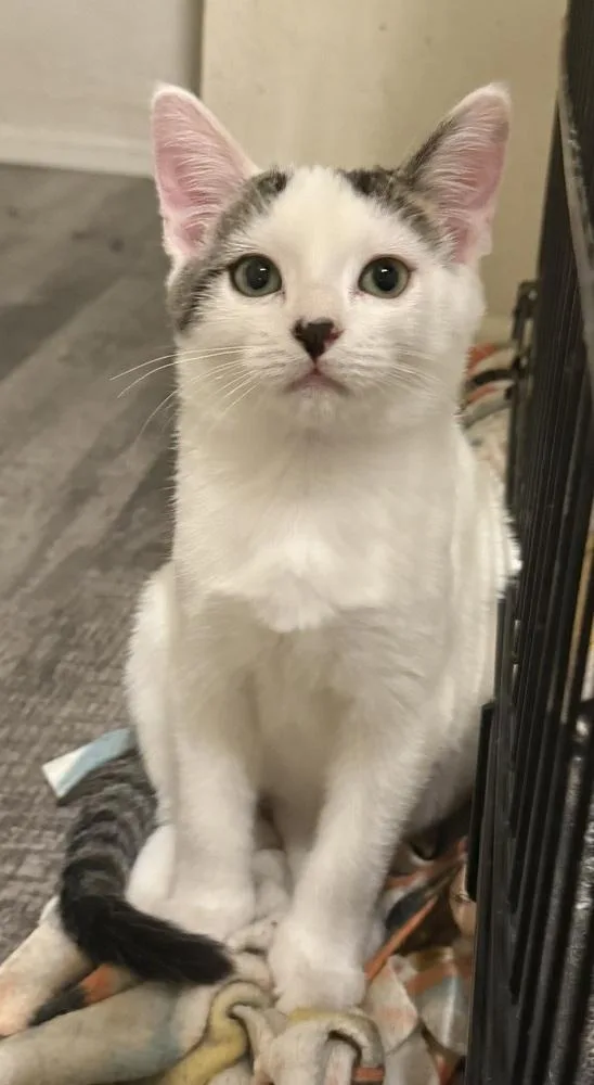 A baby small-sized female Black & White / Tuxedo Domestic Short Hair cat named Macadamia for adoption in tucson, AZ
