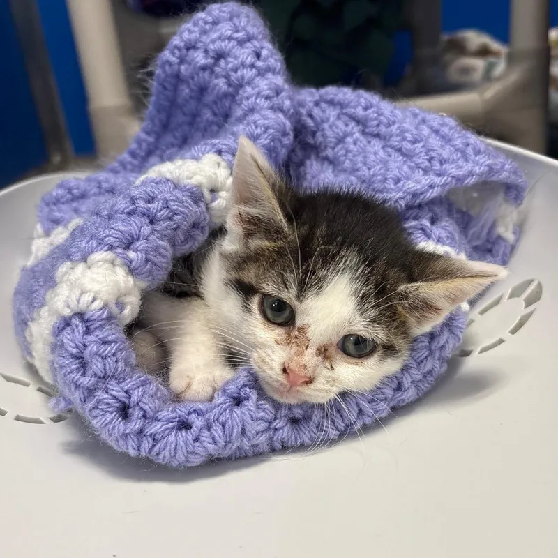 A baby small-sized female Gray / Blue / Silver Domestic Short Hair cat named Jwoww for adoption in East Smithfield , PA