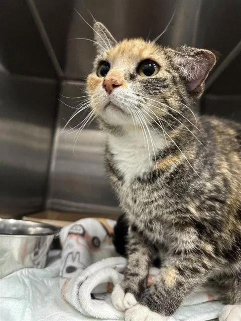 A senior medium-sized female Gray / Blue / Silver Domestic Short Hair cat named Rose for adoption in Tavares, FL