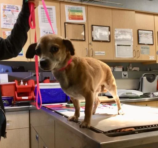 An adult medium-sized male Chihuahua dog named Cilantro for adoption in Riverside, CA