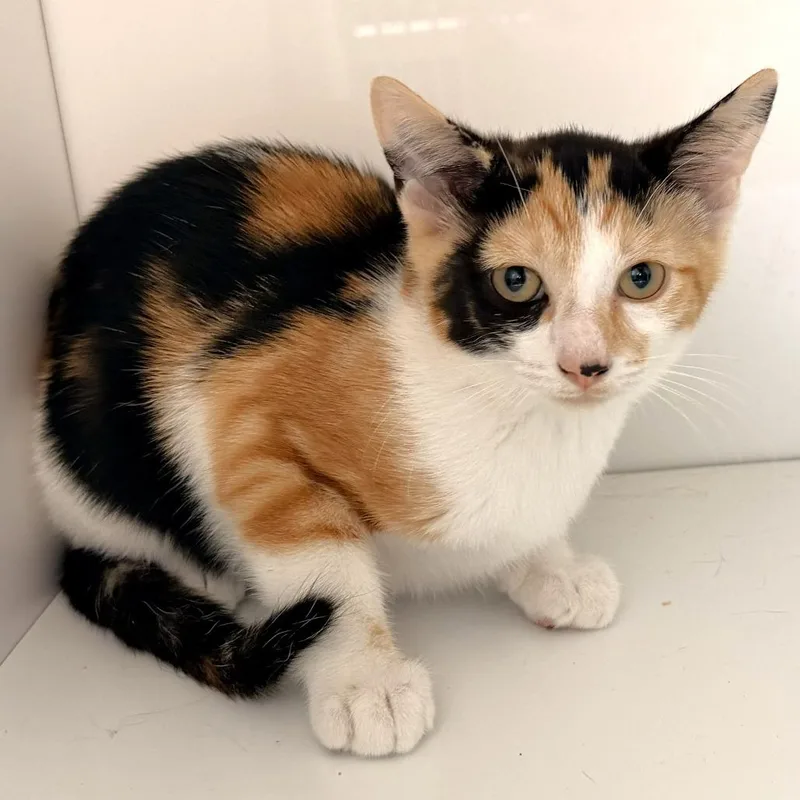 A baby small-sized female Calico Domestic Short Hair cat named Sassy for adoption in Warrensburg, MO