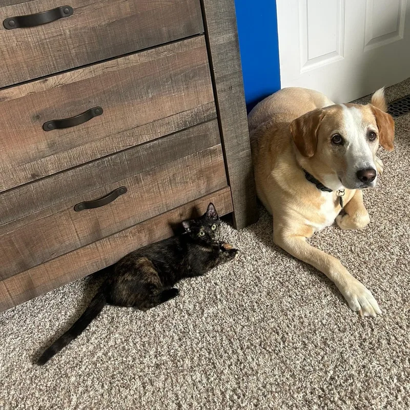 A baby medium-sized female Tortoiseshell Domestic Short Hair cat named Amelia for adoption in Cincinnati, OH
