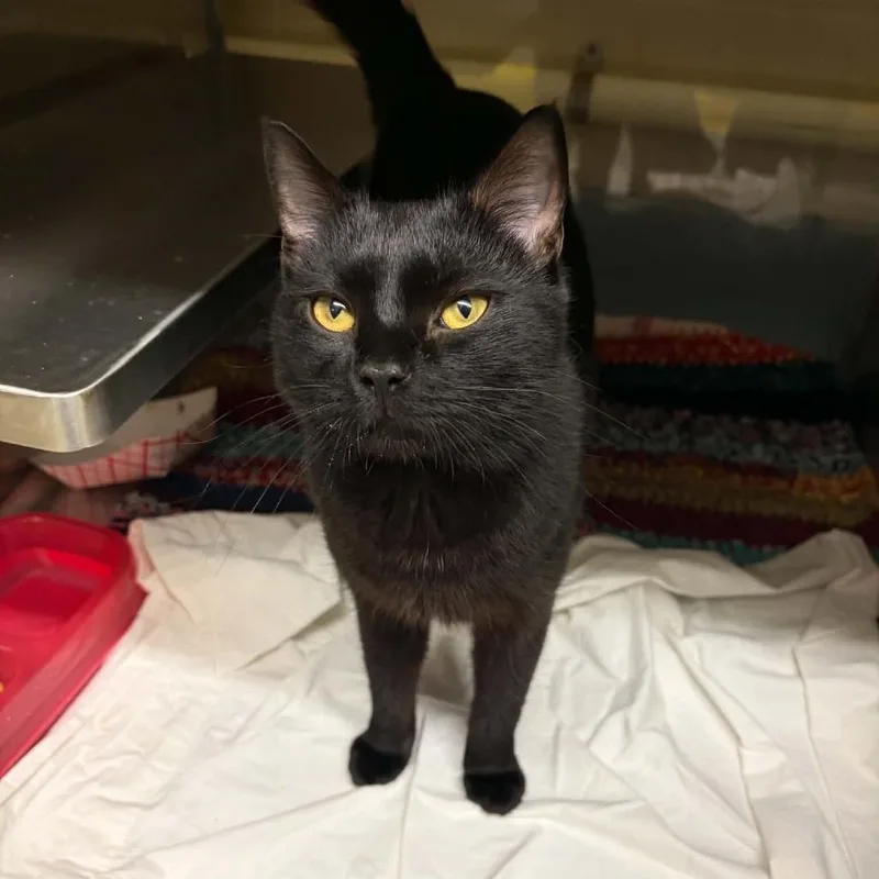 A young medium-sized male Black Domestic Short Hair cat named Reef for adoption in Concord, NC