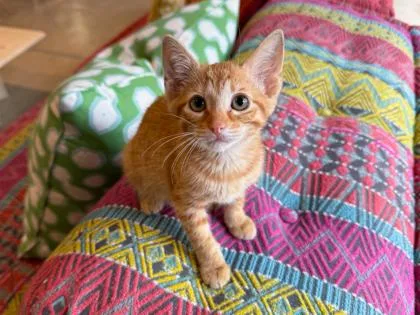 A baby small-sized female Domestic Short Hair cat named Beach Babe for adoption in San Antonio, TX