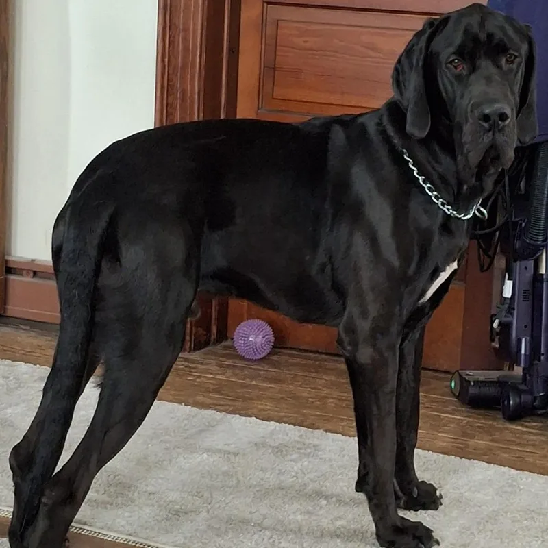 A young extra large-sized male Black Great Dane dog named Lurch for adoption in Washington Township, OH