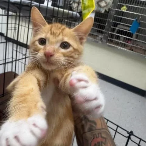 A baby small-sized male Orange / Red Domestic Short Hair cat named Chuck Norris for adoption in Bastrop, TX