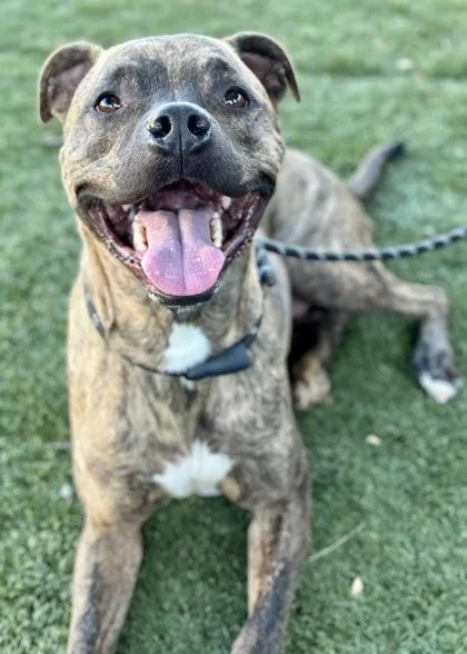 An adult large-sized male Pit Bull Terrier dog named Max for adoption in Red Bluff, CA