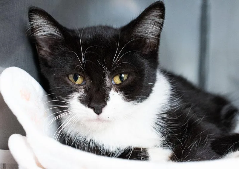 A baby medium-sized female Black & White / Tuxedo Domestic Short Hair cat named Haley for adoption in Monroe, GA