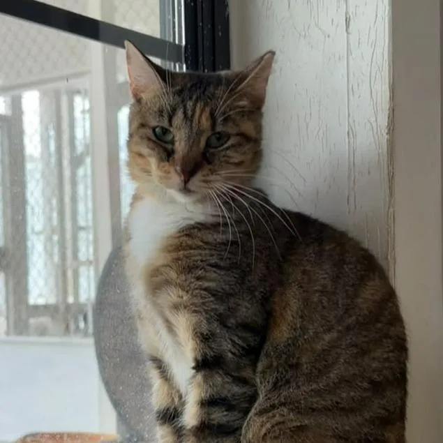 A young medium-sized female Brown / Chocolate Domestic Short Hair cat named Fiona for adoption in Laredo, TX